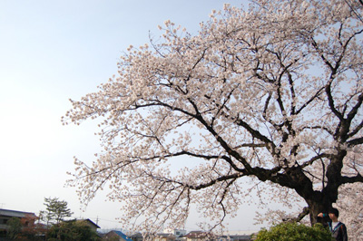 Sakura 2011 -2-